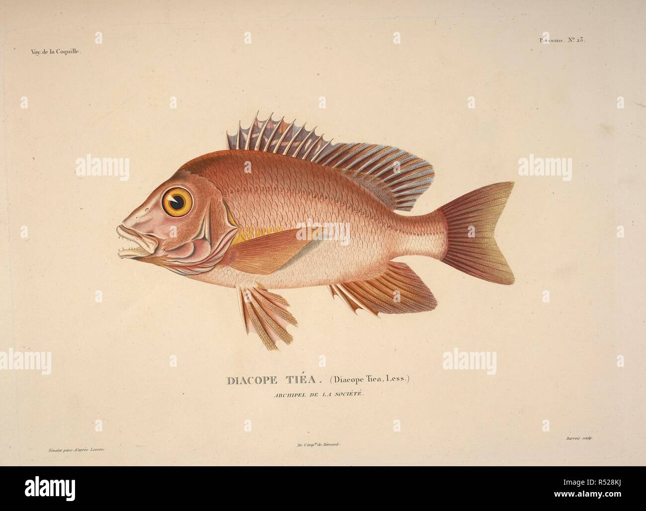 Diacope tiea. Buckelwale Red Snapper, Gesellschaft Inseln. Voyage Autour du Monde, exÃ©cutÃ © par ordre du Roi, sur la Corvette de Sa MajestÃ © La Coquille, Pendant les annÃ©es 1822, 1823, 1824 et 1825, sous le ministÃ¨re de S.E.M.le Marquis de Clermont-Tonnerre, et publiÃ© Sous les Schirmherrschaft de Son Excellence M. le Cte.de Chabrol, Ministre de la Marine et Des Colonies par L.I. Duperrey... Capitaine de Frías © Gate, Kommandant de l'expÃ©dition. Histoire Naturelle, Zoologie. Atlas. Paris: Arthus Bertrand, libraire-Ã©diteur ..., 1826. Louis-Isidore Duperrey das Schiff geboten, La Coquille, auf die Cir Stockfoto