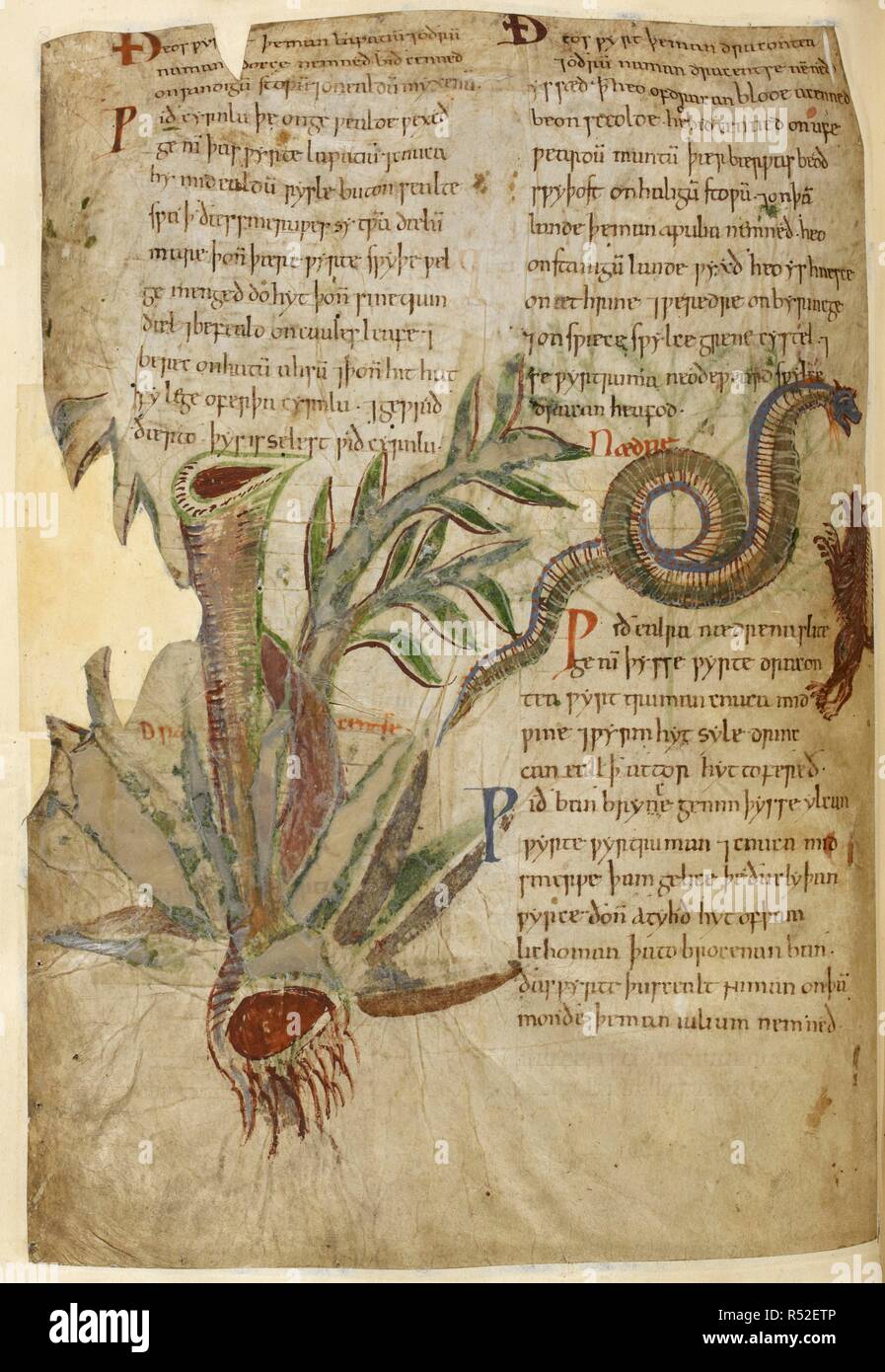 Text Abbildungen Von Dracentse Dragonwort Und Einer Schlange Und Mongoose Kampfen Alte Englische Krauter Christus Kirche Canterbury Fruhe 11 Jahrhundert Quelle Cotton Vitellius C Iii W 26 V Sprache Latein Autor Apuleius Lucius