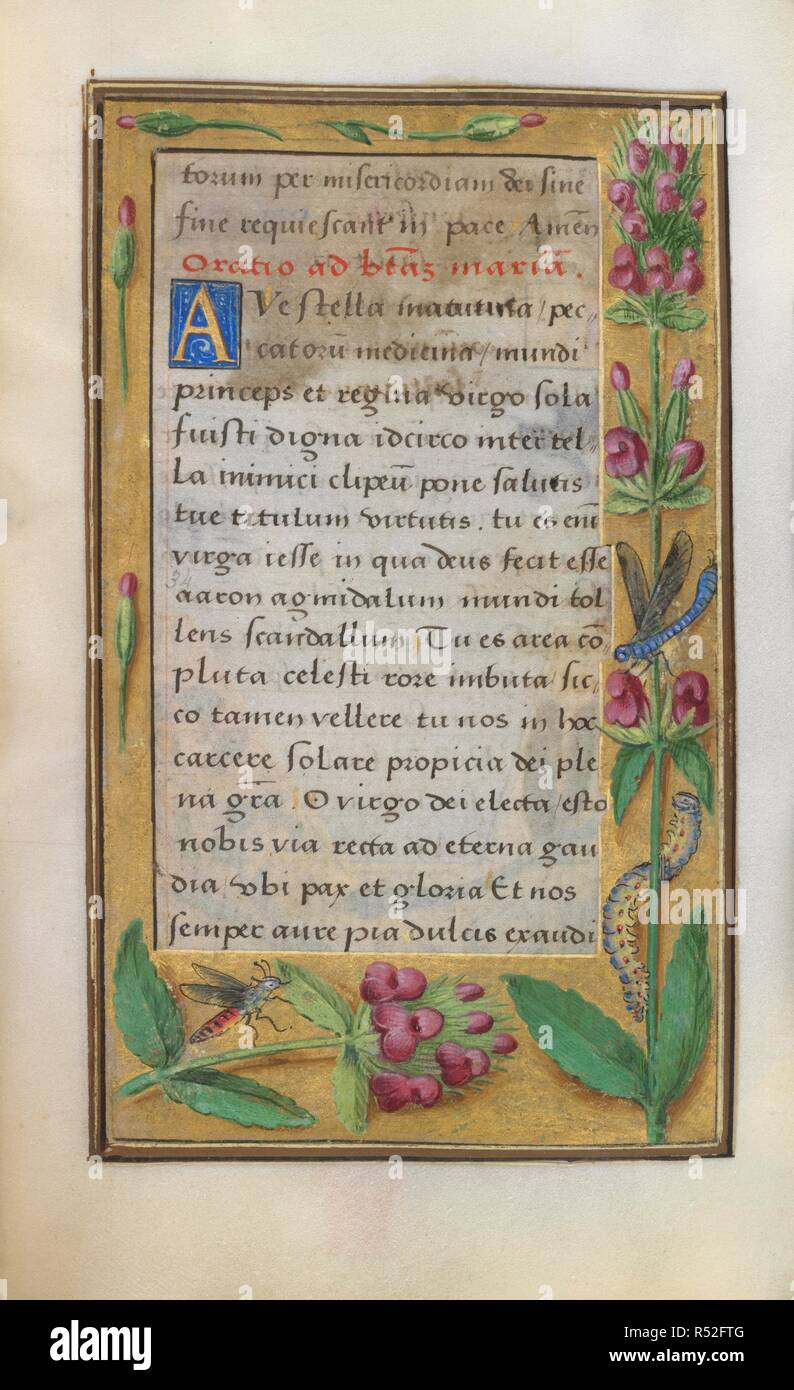 Betony. Buch der Stunden. Frankreich ; circa 1500. [Ganze folio] Text. Grenzen mit Trompe-l'oeil-Dekoration einschließlich betony und Insekten. Bild aus dem Buch von Stunden genommen. Ursprünglich veröffentlicht in Frankreich [Paris] produziert; 1515 - 1520. . Quelle: Hinzufügen. 35214, f 47. Sprache: Latein. Stockfoto