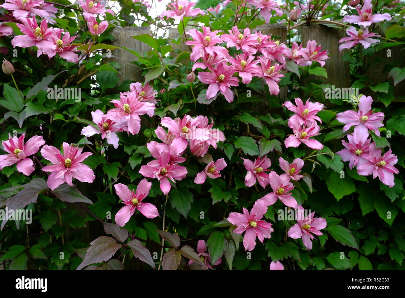 Clematis montana, Broughton Star, ein Dunkelrosa halbgefüllte Sorte auch als Broughton Schönheit bekannt Stockfoto