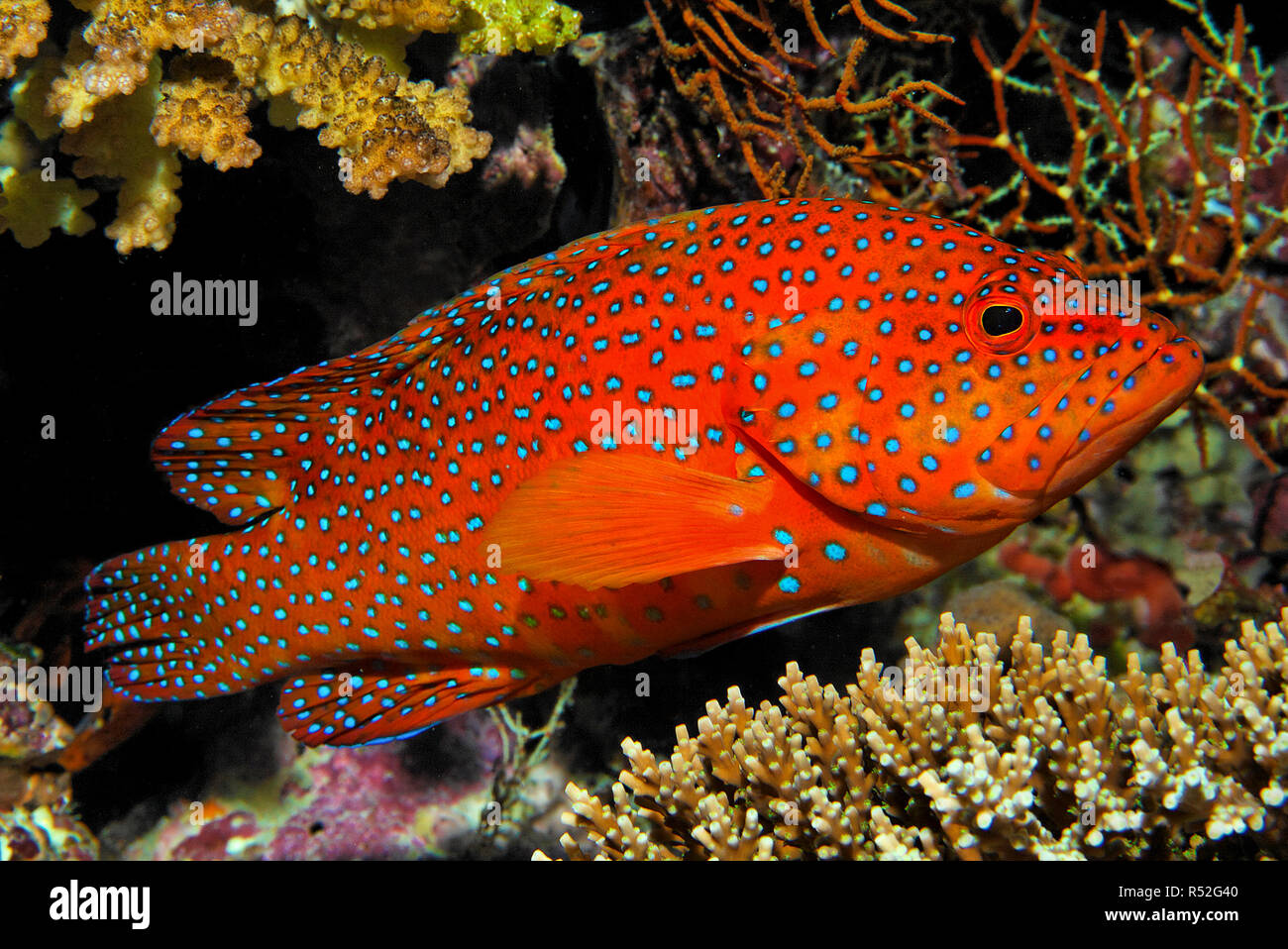 Coral Hirschkuh oder Coral Rock cod (Cephalopholis Miniata) an einem Korallenriff, Ari-Atoll, Malediven, Indischer Ozean, Asien Stockfoto