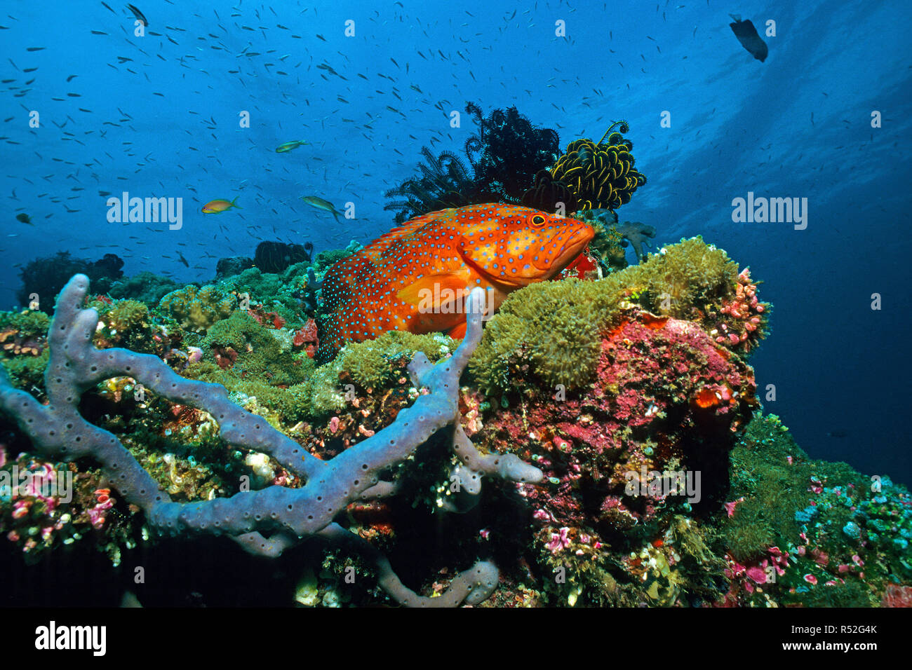 Coral Hirschkuh oder Coral Rock cod (Cephalopholis Miniata) an einem Korallenriff, Ari-Atoll, Malediven, Indischer Ozean, Asien Stockfoto