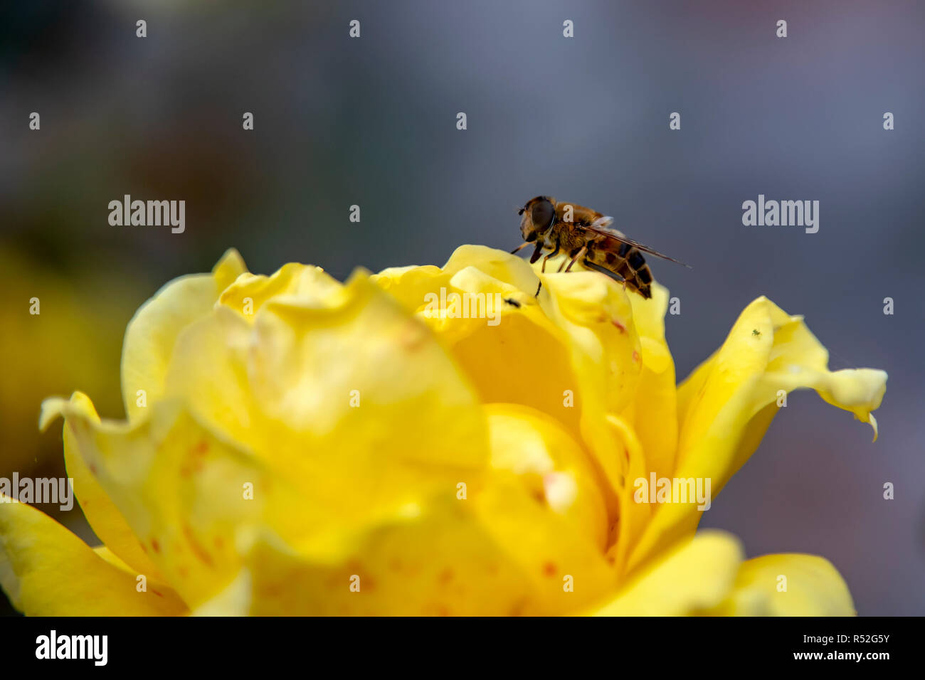 Seitliche Sicht auf eine Biene auf eine Blume auf eine gelbe Rose close-up. Griechenland Stockfoto