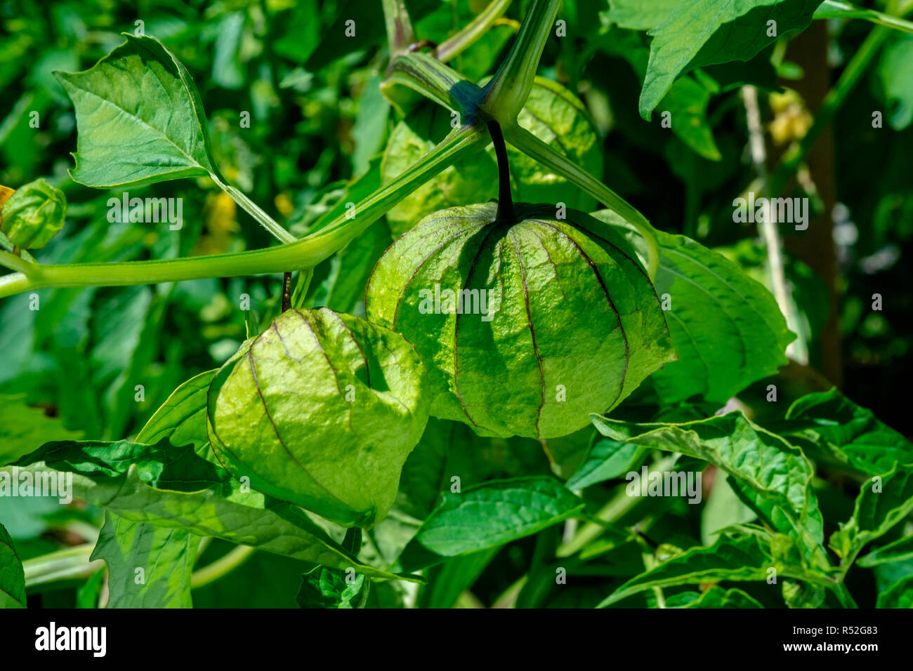 Tomatillos für die Salsa Verde wächst an den Weinstock verwendet Stockfoto