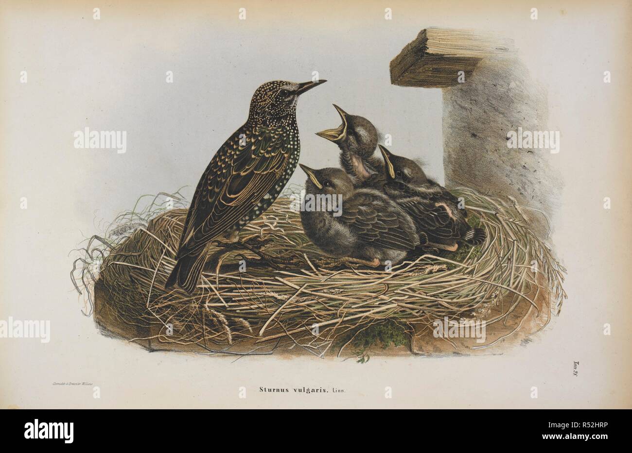 Sturnus vulgaris. Die gemeinsame Starling. Storia Naturale degli Uccelli che nidificano in der Lombardei, ad illustrazione della raccolta ornitologica dei Fratelli Ercole ed Ernesto Turati... Con tavole litografate e colorate, prese dal Vero da O. Dressler. [Naturgeschichte der Vögel, Nest in der Lombardei, die ornithologische Sammlung der Brüder Ercole und Ernesto Turati zu illustrieren... Mit Tabellen und farbigen Lithographierten, aus dem Leben von O. Dressler.] genommen. Milano 1865, 71. Quelle: 1822. C.6 Platte 28. Sprache: Italienisch. Stockfoto