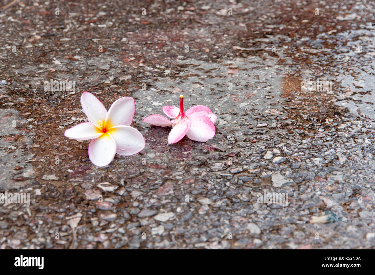 Plumeria flower in der Regenzeit Stockfoto