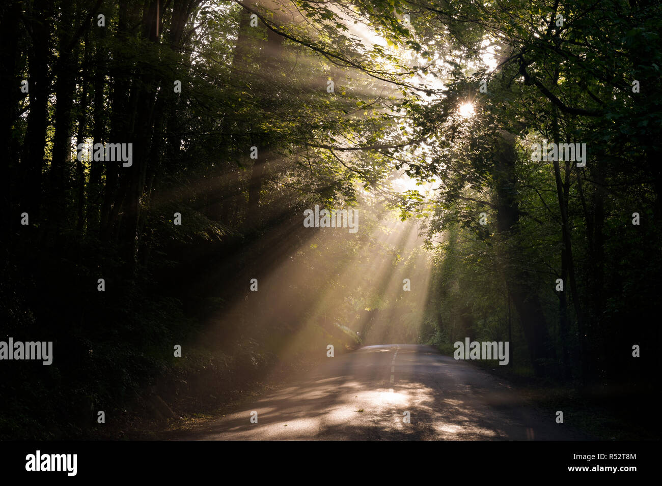 Sonnenstrahlen brechen durch Bäume Stockfoto
