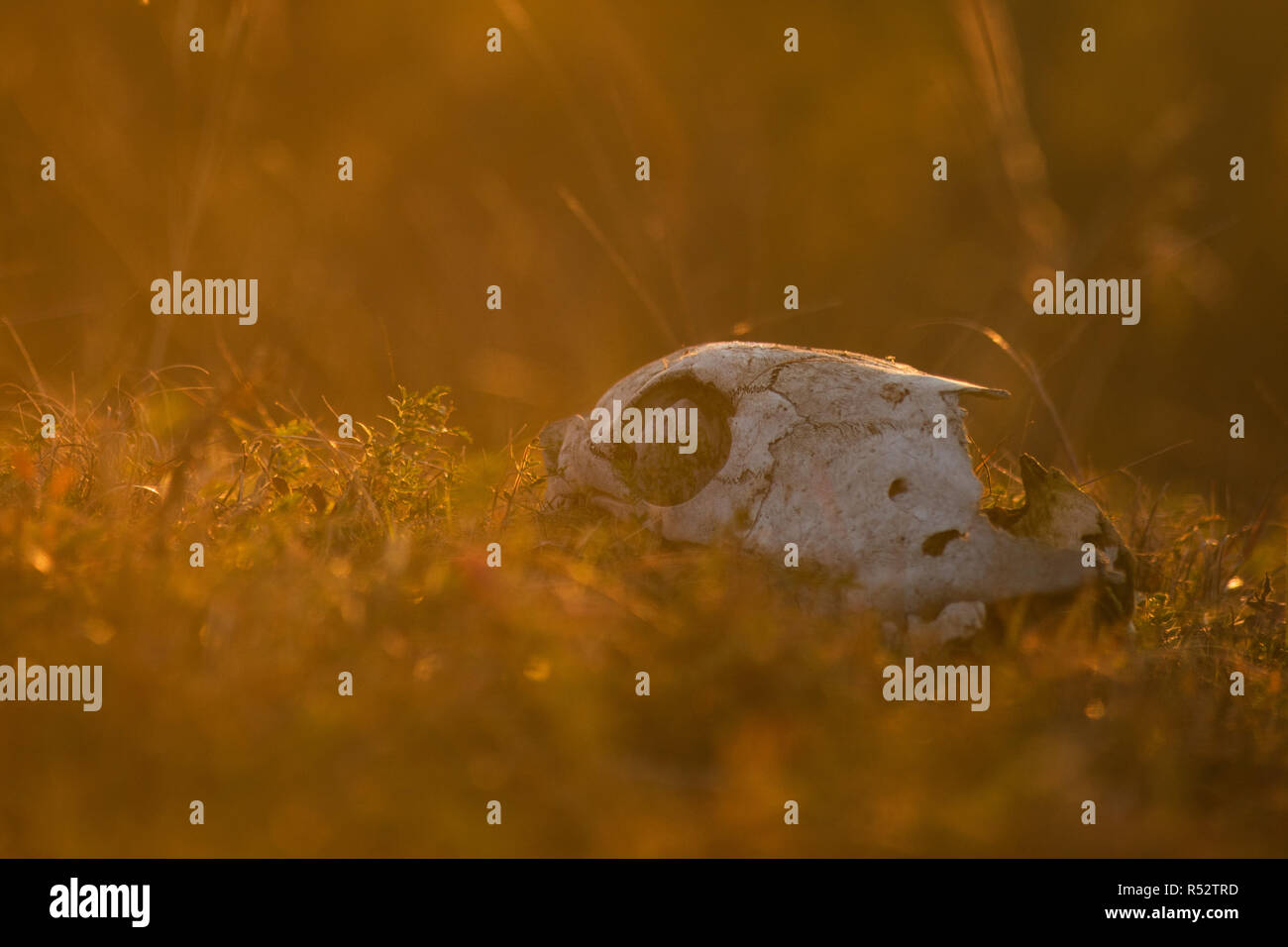 Tierische Schädel in einem Herbst Rasen Stockfoto