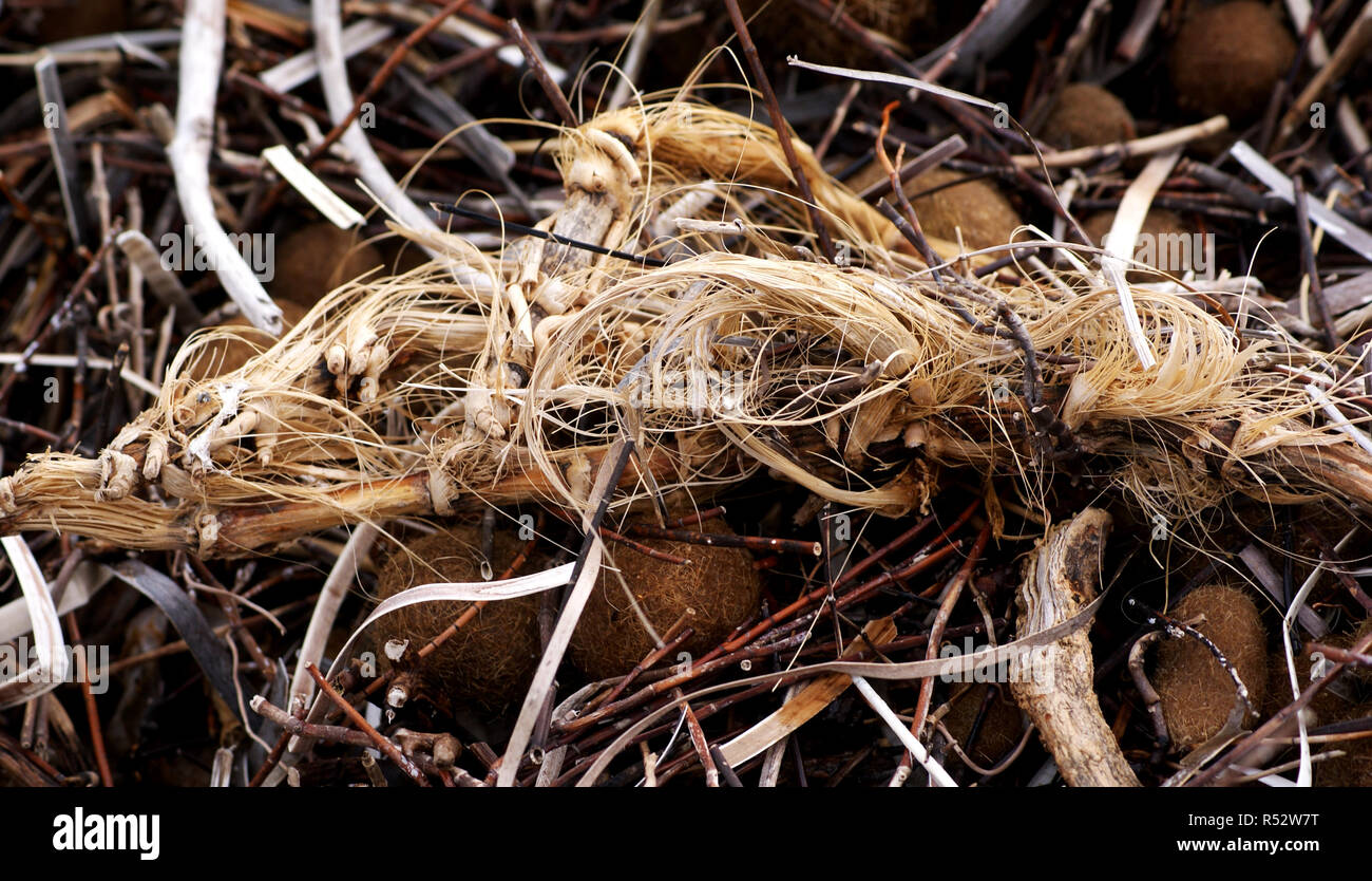 Strand Ablagerungen, in Middleton Beach, South Australien gefunden Stockfoto