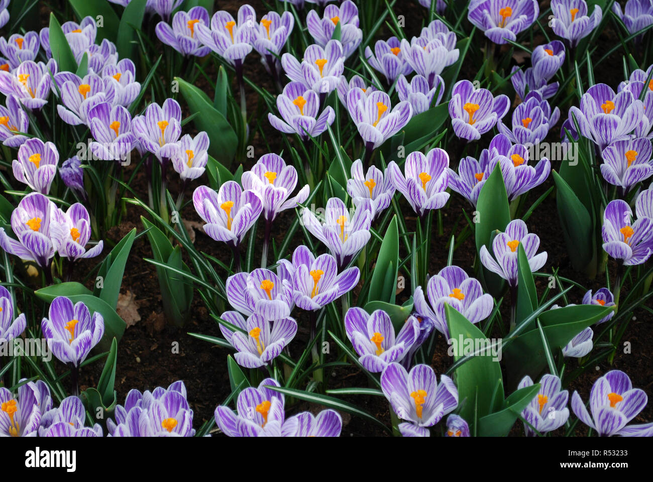 Krokus Pickwick im Park gewachsen. Frühling in den Niederlanden. Stockfoto