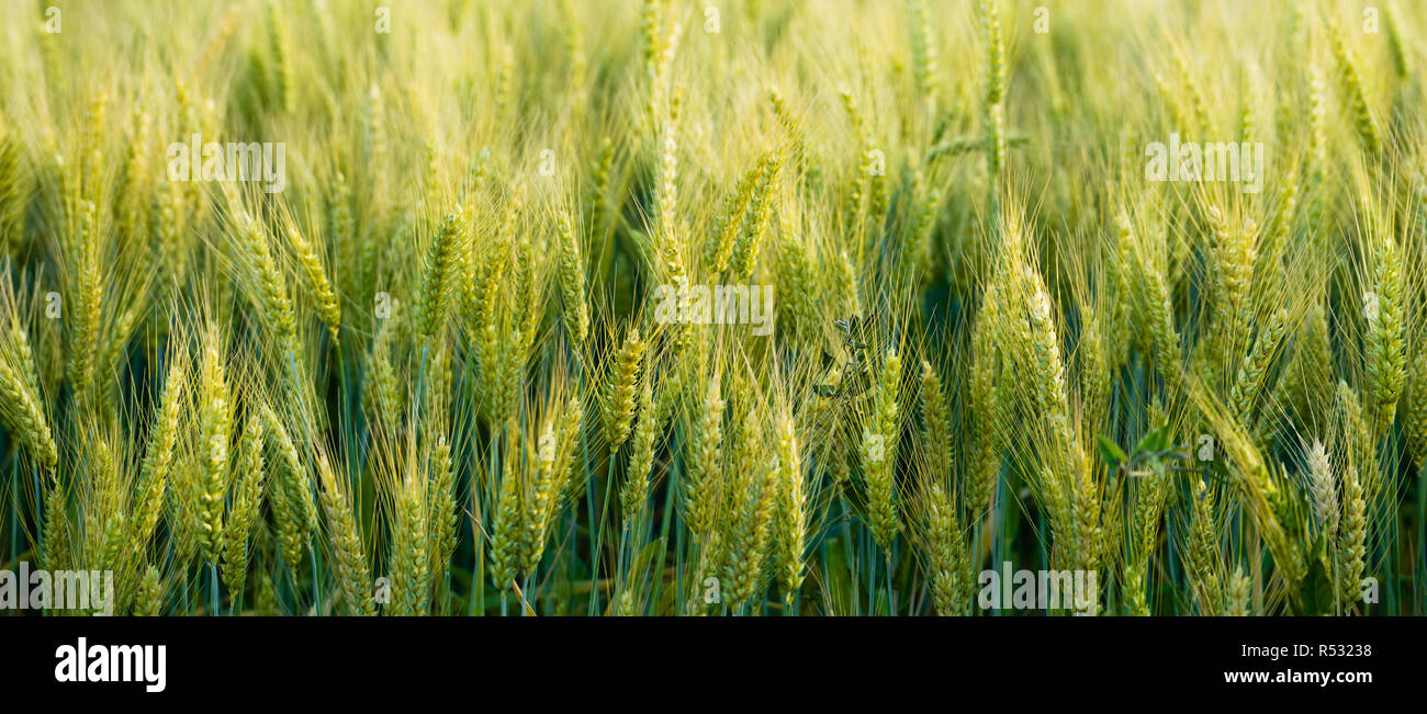 Nahaufnahme, ganze Körner Real Food Wachsen in der Landwirte Feld Stockfoto
