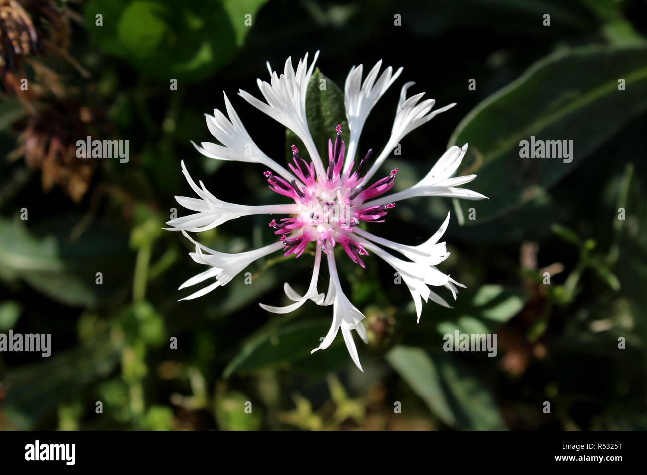 Centaurea montana Purple Heart oder Berg hardy Kornblume Kornblume mehrjährige Laub- Anlage mit prominenten lila Center Stockfoto