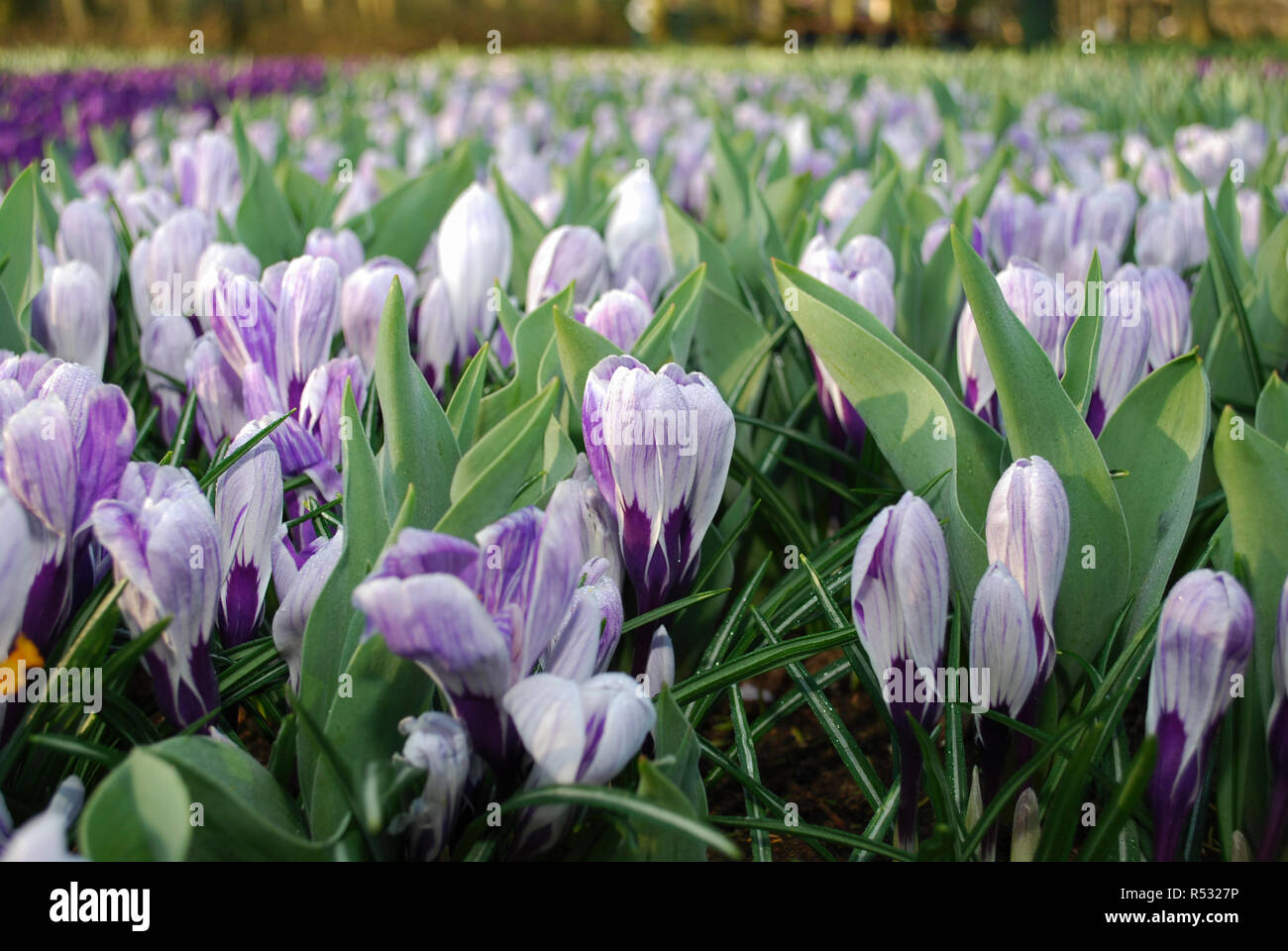 Krokus Pickwick im Park gewachsen. Frühling in den Niederlanden. Stockfoto