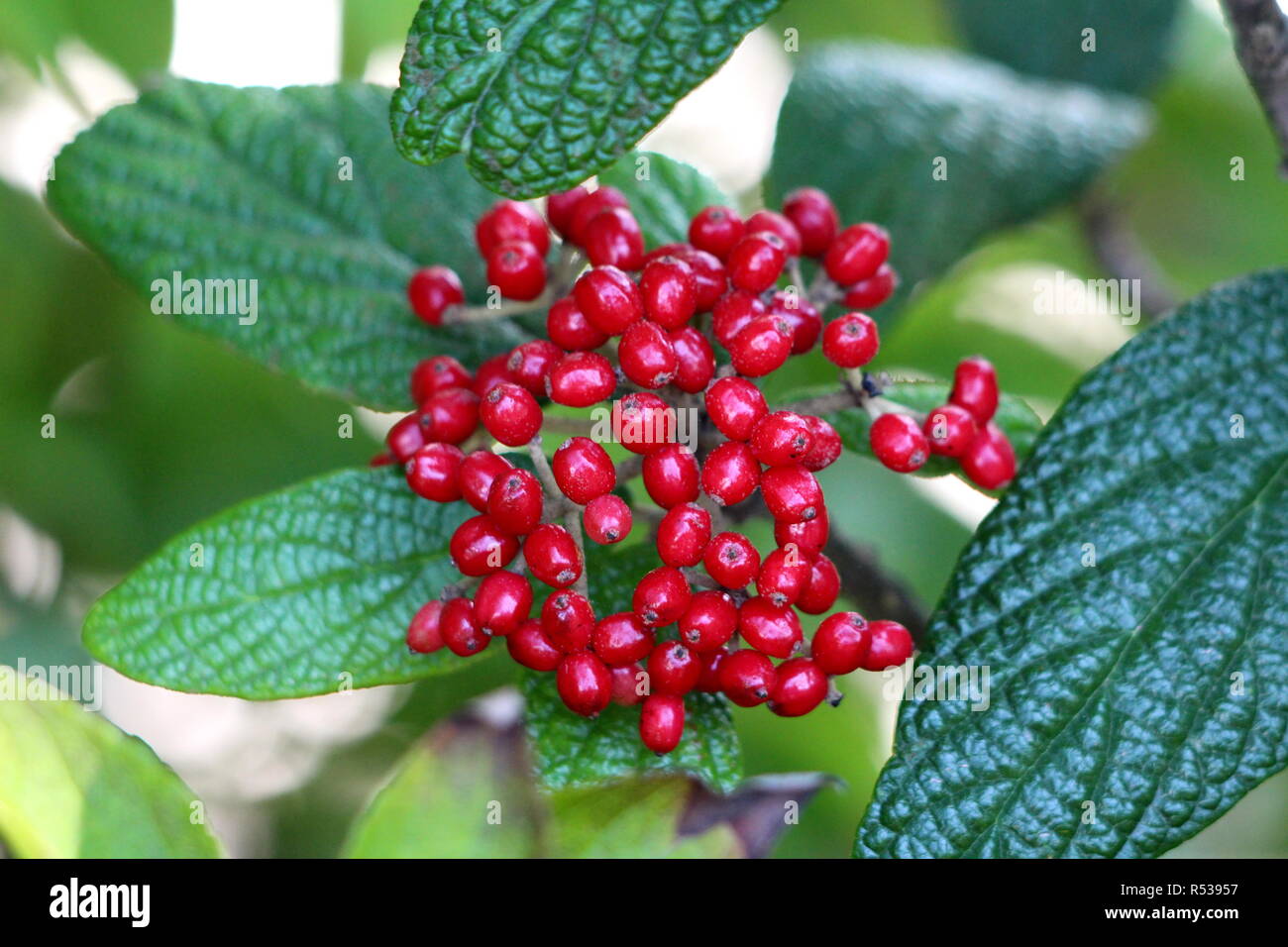 Lederfarn viburnum Viburnum rhytidophyllum oder kräftige grob