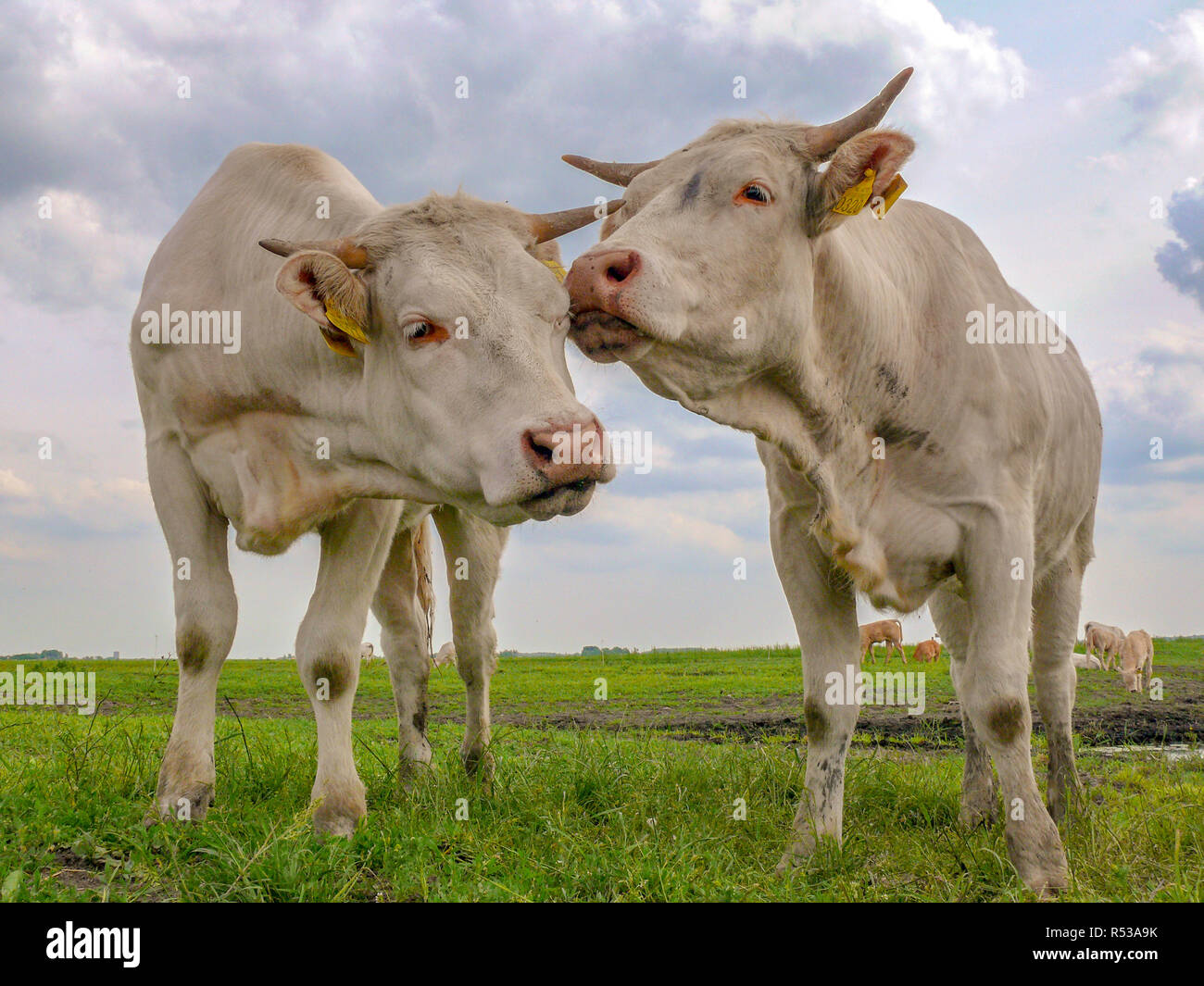 Zwei weisse Kühe mit Hörnern, rosa Nase, riechen und kuscheln miteinander in einer Wiese in den