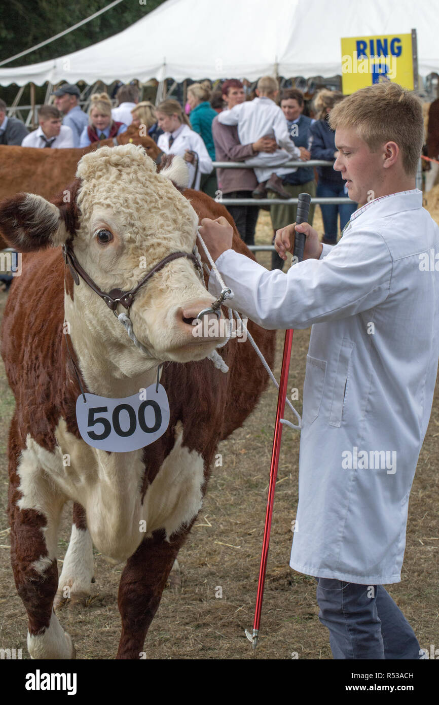 ​Hereford Kuh. Rote Fellfarbe und ein weißes Gesicht sind zwei Eigenschaften, die typisch für die Rasse. Die weiße Fläche ist dominant auch in Cros​s gezüchteten Tieren. Stockfoto