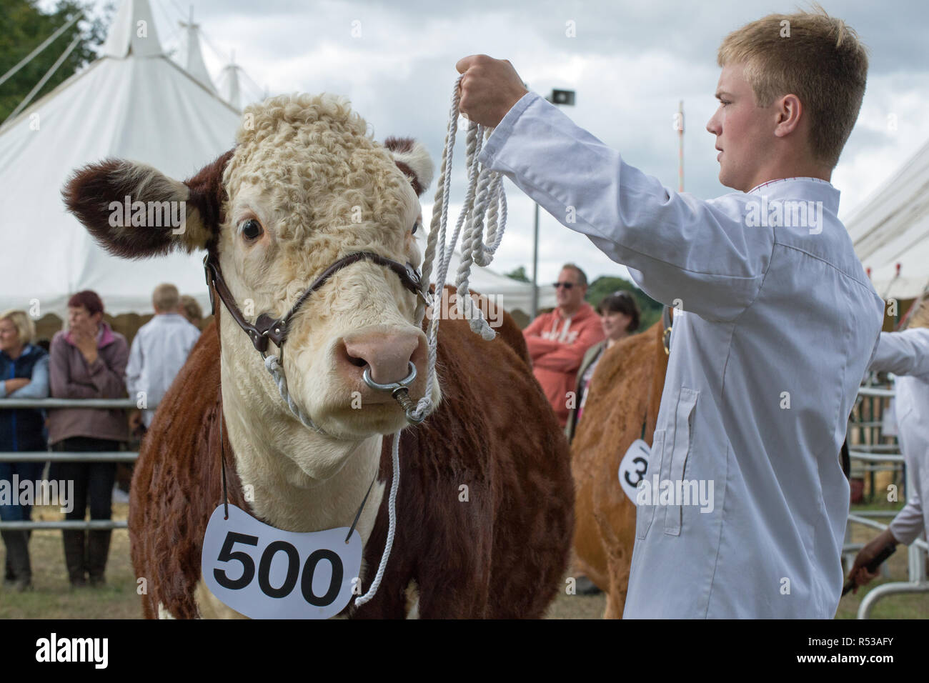 Hereford Rind. Rote Fellfarbe und ein weißes Gesicht sind zwei Eigenschaften, die typisch für die Rasse. Die weiße Fläche ist dominant in Cross​bred Tiere. Stockfoto