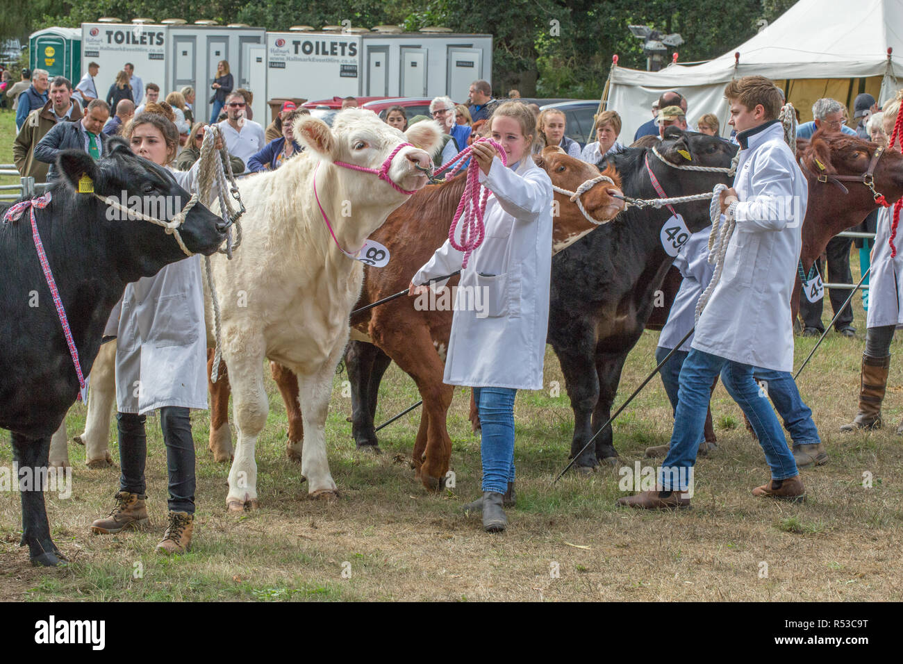 Fleischrassen von Rindern bis zur Beurteilung gesäumt. Handler mit show lieferbar sticks Tiere in die günstigste Position für die Richter in die Position von vorne zu sehen. ​ Stockfoto