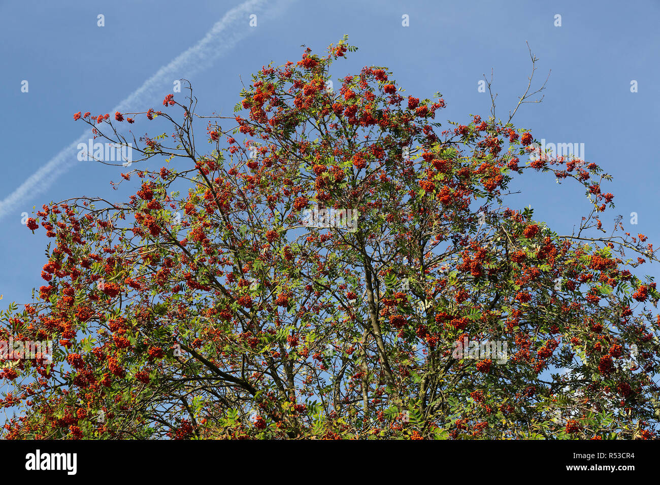 Europäische Rowan voller Beeren (Sorbus aucuparia) auf blauen Himmel Stockfoto