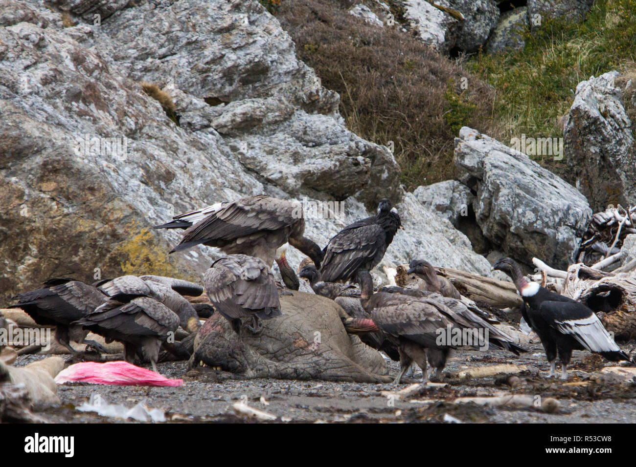 Andean Condors feed auf einem toten Elefanten Dichtung in Karukinka National Reserve, Tierra del Fuego, Chile Stockfoto