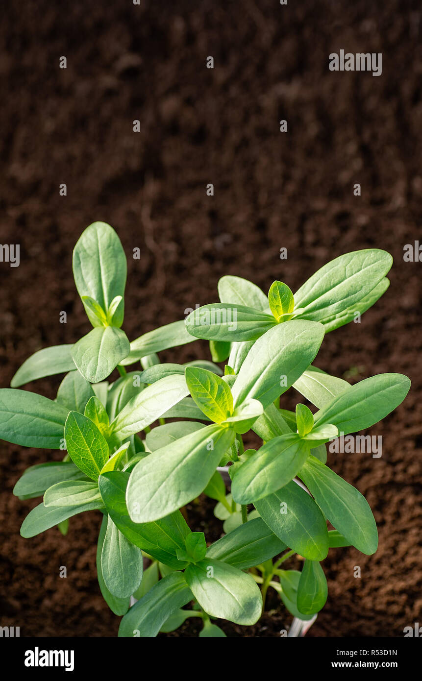Junge Triebe von Zinnia. Wachsende zinnia aus Samen im Garten und im Gewächshaus. Stockfoto
