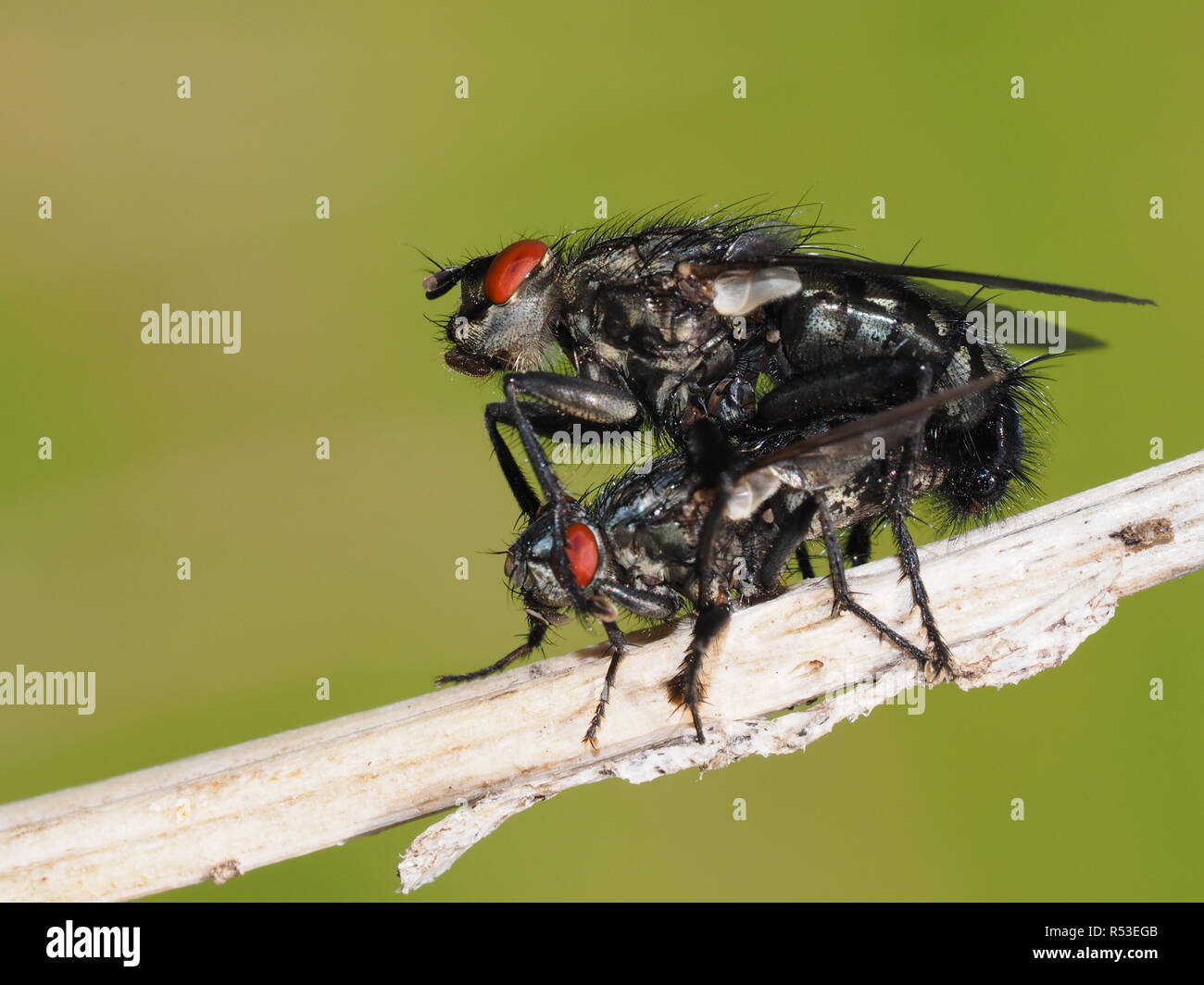 Graues Fleisch fly-Paarung Stockfoto