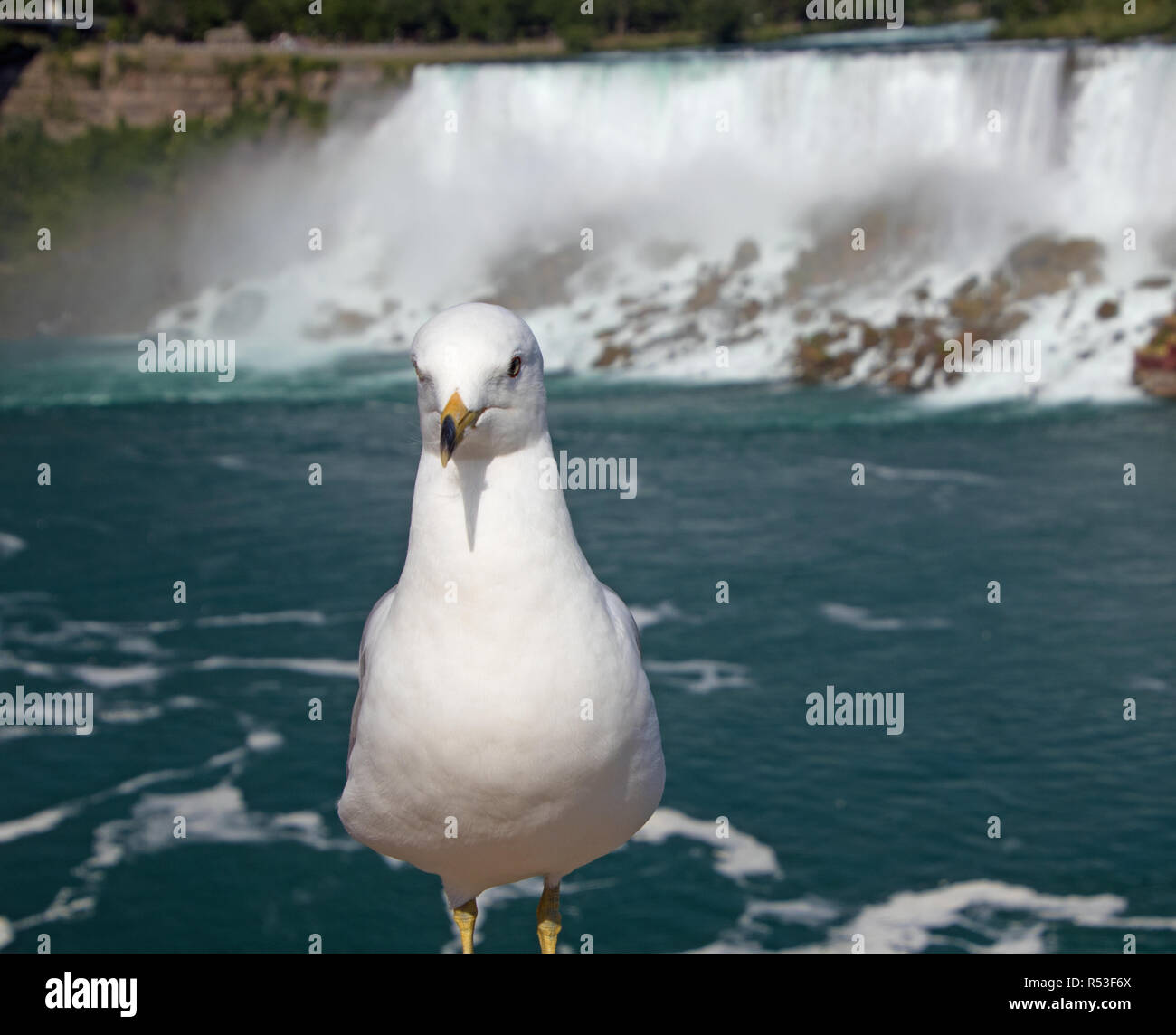 Niagara Falls aus den USA und Kanada Stockfoto
