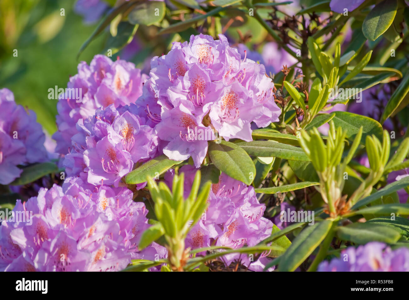 Doldenentraubiger blütenstand von einem rosafarbenen Rhododendron Bush Stockfoto