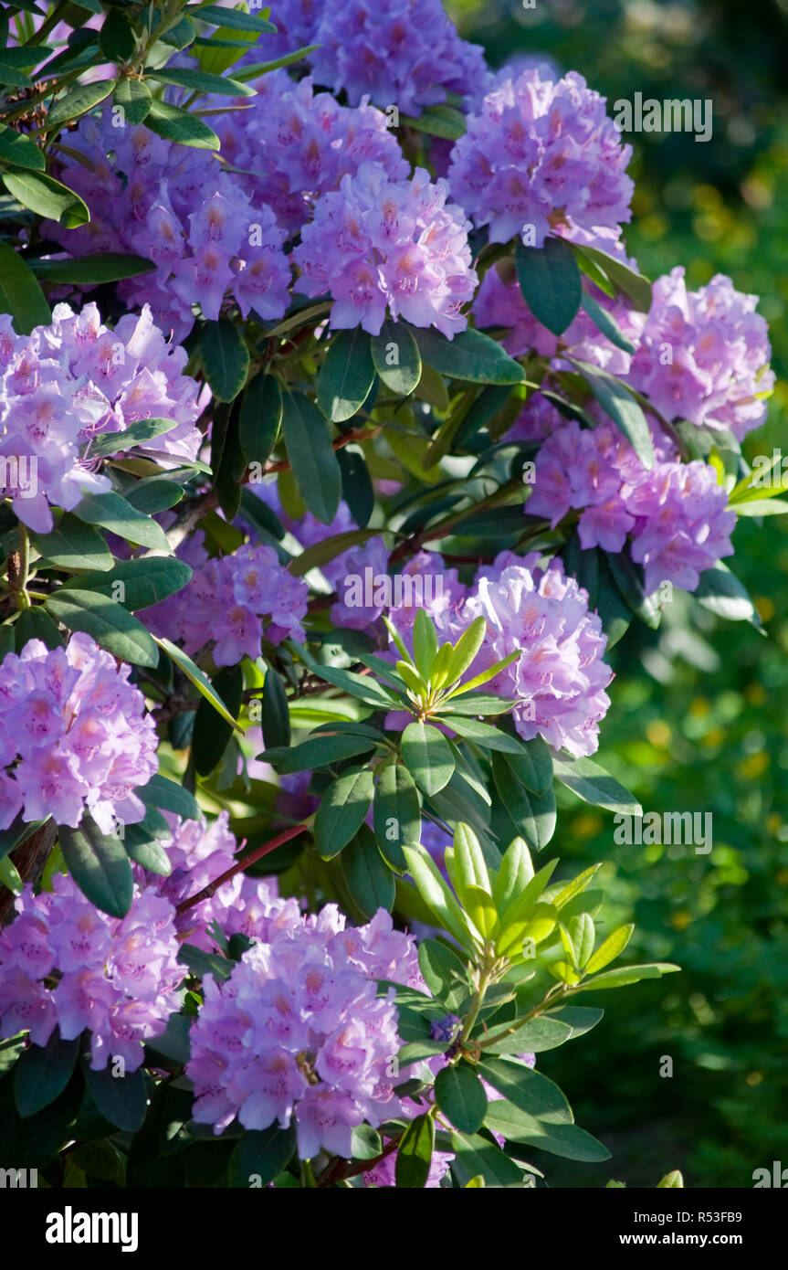 Doldenentraubiger blütenstand von einem rosafarbenen Rhododendron Bush Stockfoto