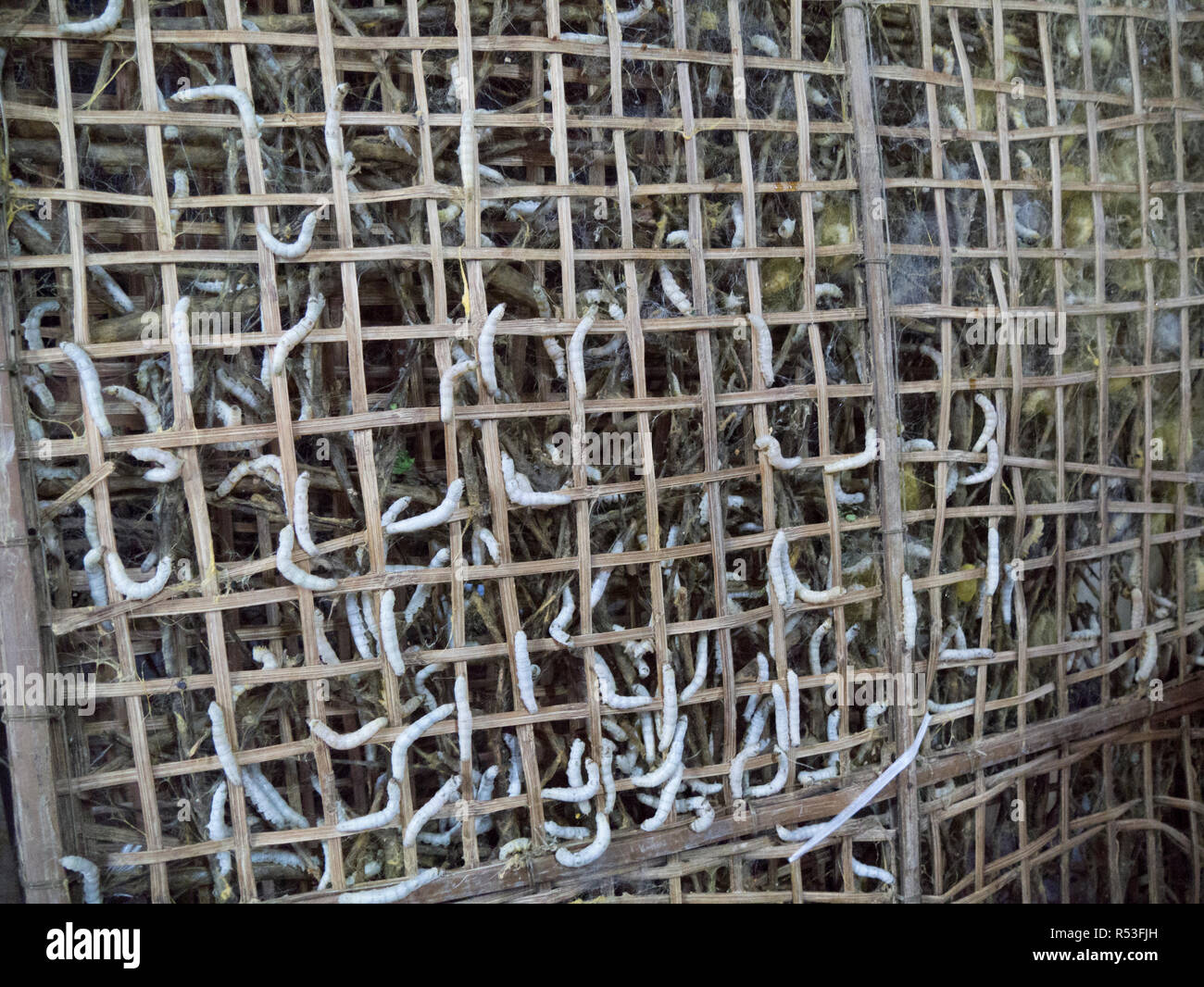 Seidenraupen Crawlen durch Holz- Gitter in Seide, Fabrik Hoi An Vietnam Asien Stockfoto