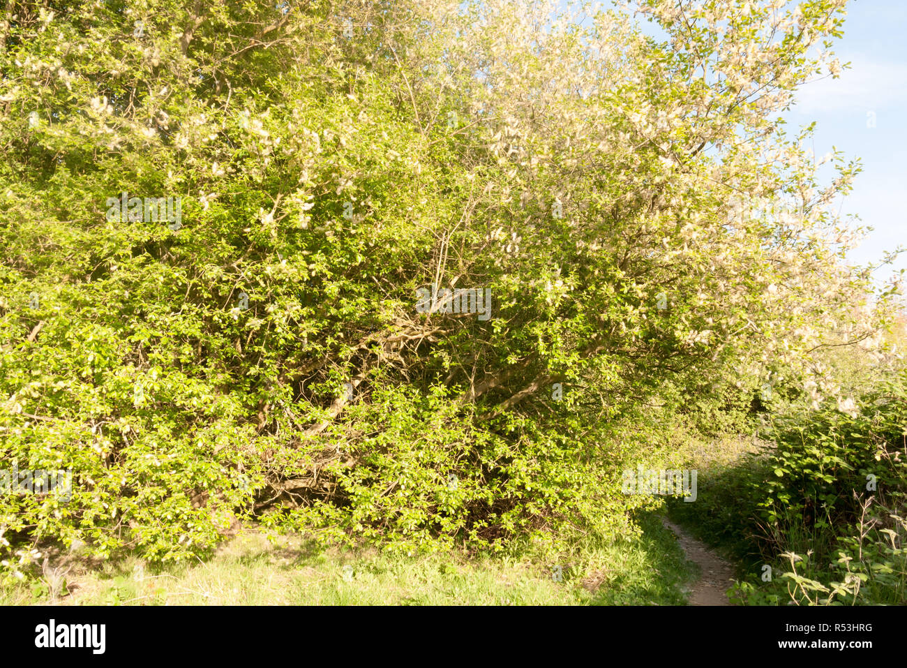 Ein wundervolles Frühling Szene der stille Schönheit weg durch im Land wild zu gehen Stockfoto