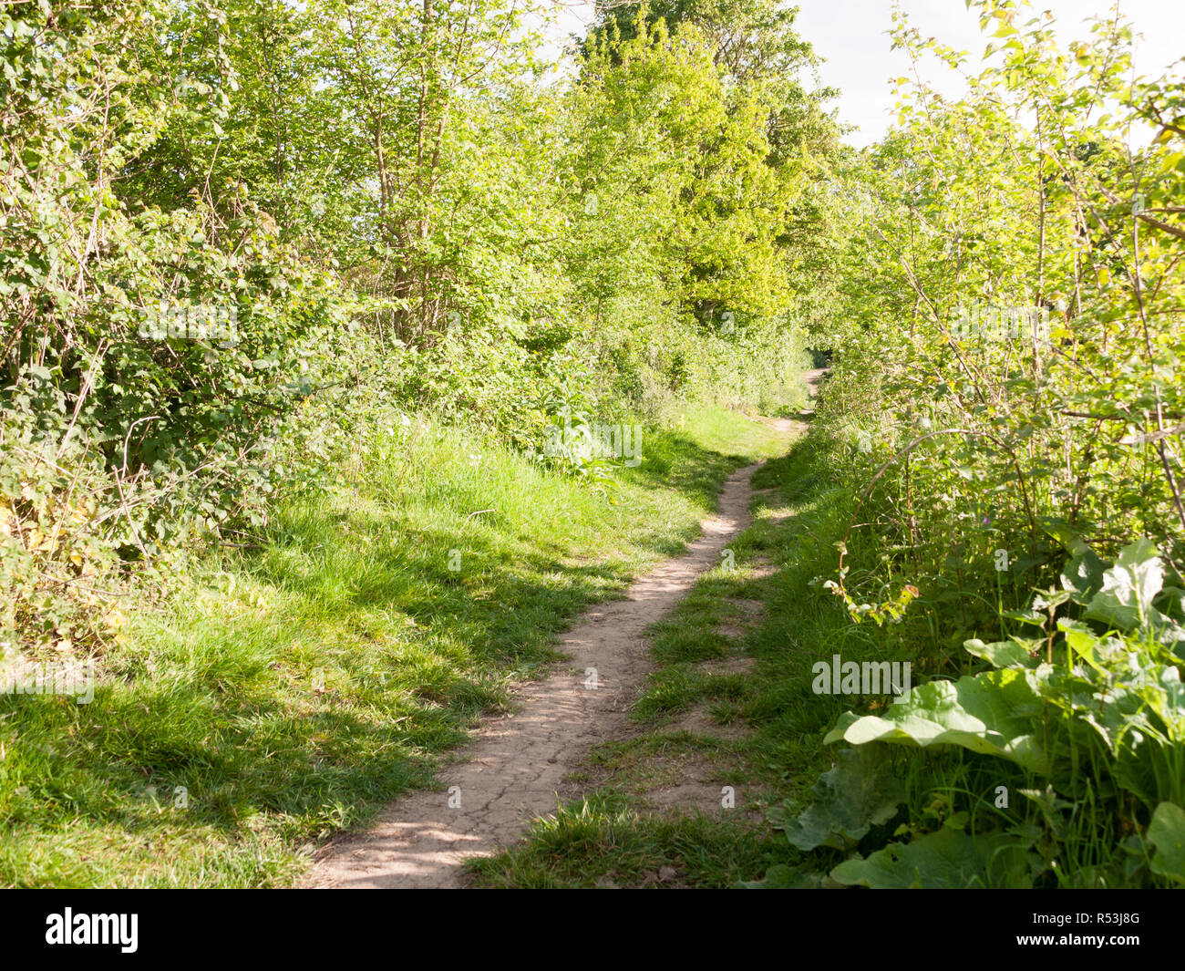 Ein Weg durch einige Büsche außerhalb im Land an einem hellen und sonnigen Sommer, Essex, uk England ohne Menschen zu Fuß Stockfoto
