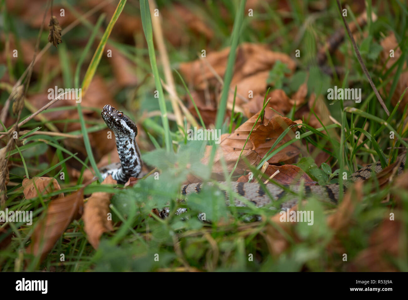 Gemeinsame Viper, Abruzzen Stockfoto
