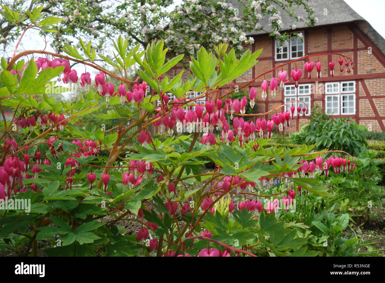 Tränenreich Herz in einem norddeutschen Bauernhof Garten Stockfoto