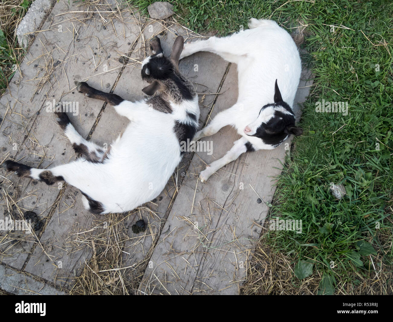 Zwei kleine Ziegen von oben Stockfoto