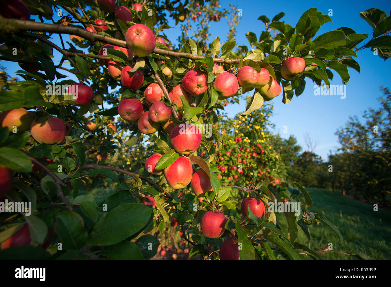 Mostäpfel in Somerset an einem warmen späten Morgen Sommer Sept 2018 Stockfoto