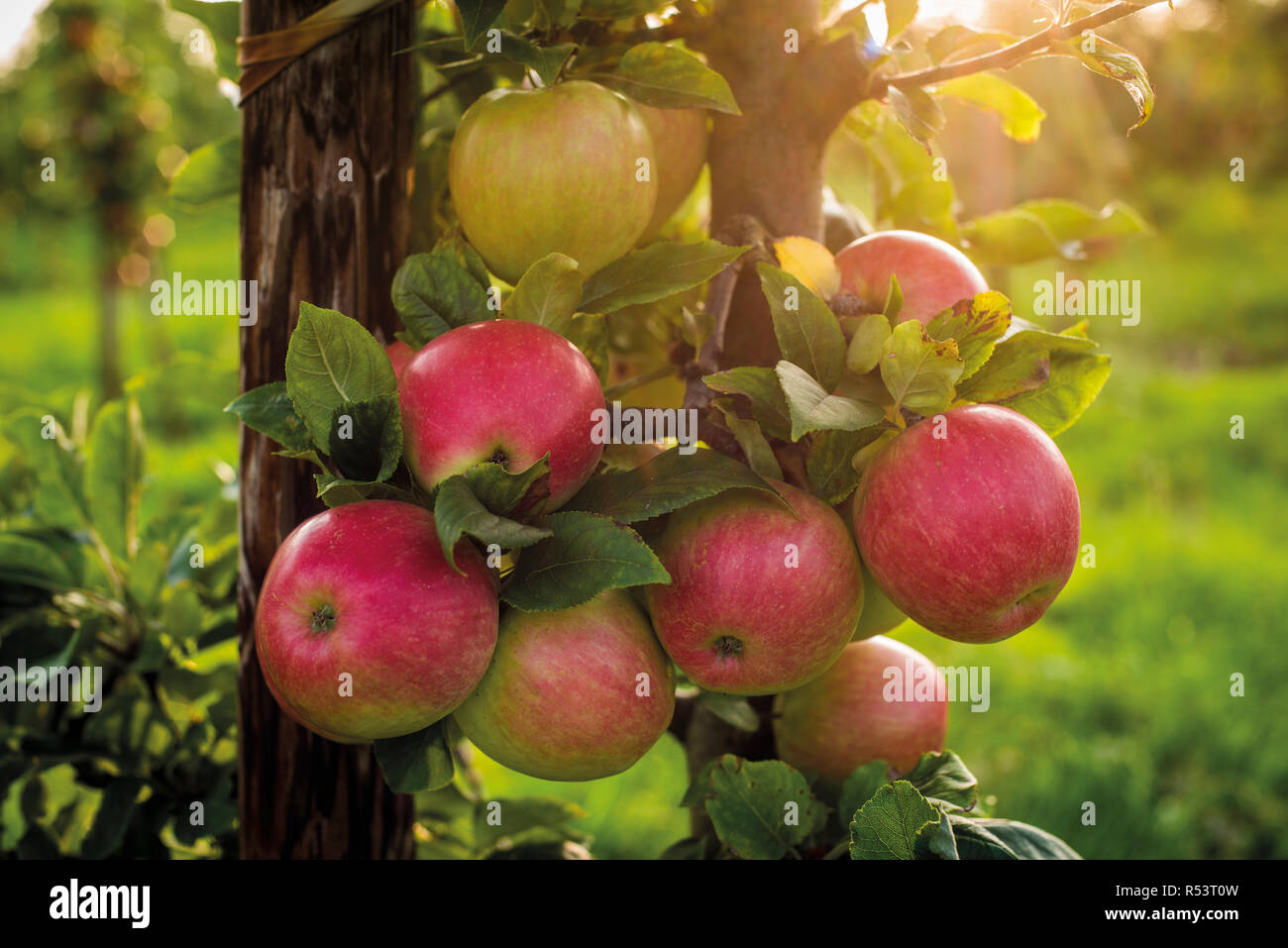 Äpfel bereit zu Ernten in Somerset im September 2018. Stockfoto