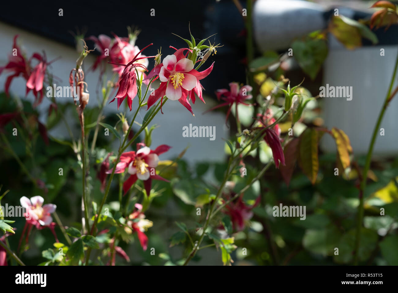 Rote und weiße Akelei Blumen in voller Blüte Stockfoto