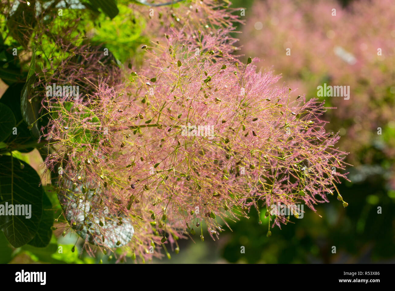 Blühende Zweige. Cotinus coggygria - Rauch Bush Stockfoto