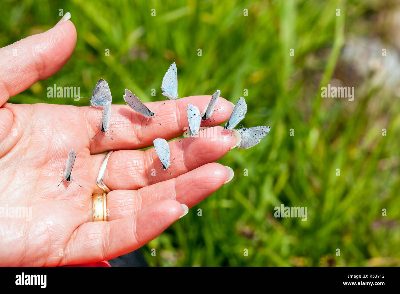 Frau Person mit vielen vielen blauen Schmetterlinge auf ihre Hand unter Salze und Nährstoffe aus den verschwitzten Haut Stockfoto