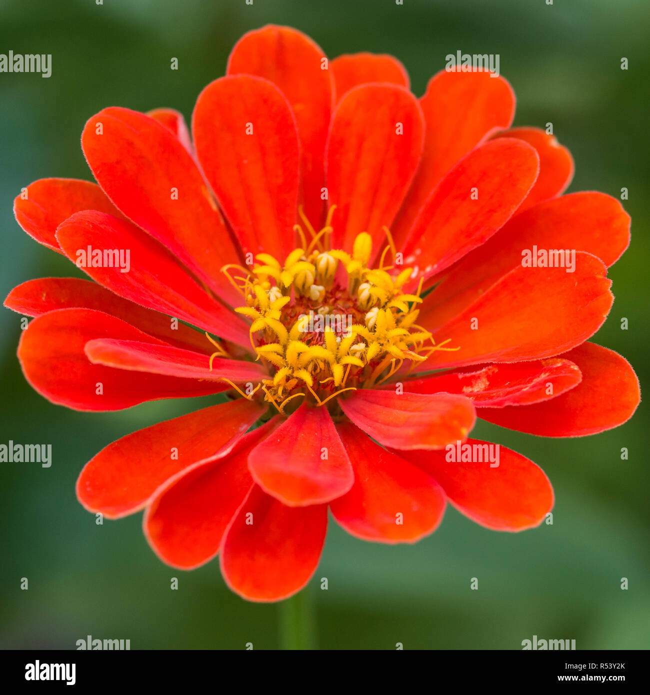 Eine Makroaufnahme eines Zinnia orange King blühen. Stockfoto
