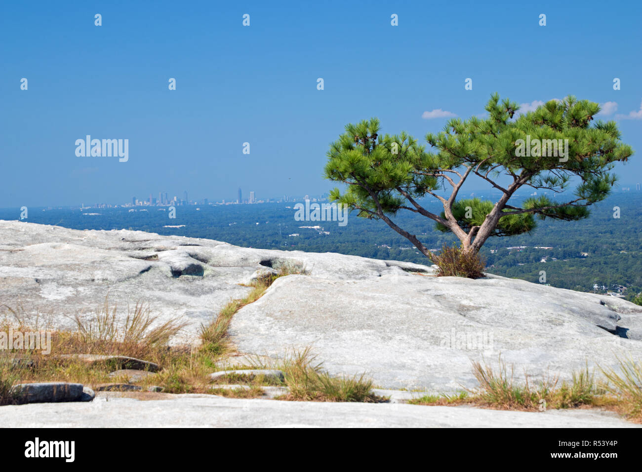 Baum auf der Oberseite von Stone Mountain Stockfoto