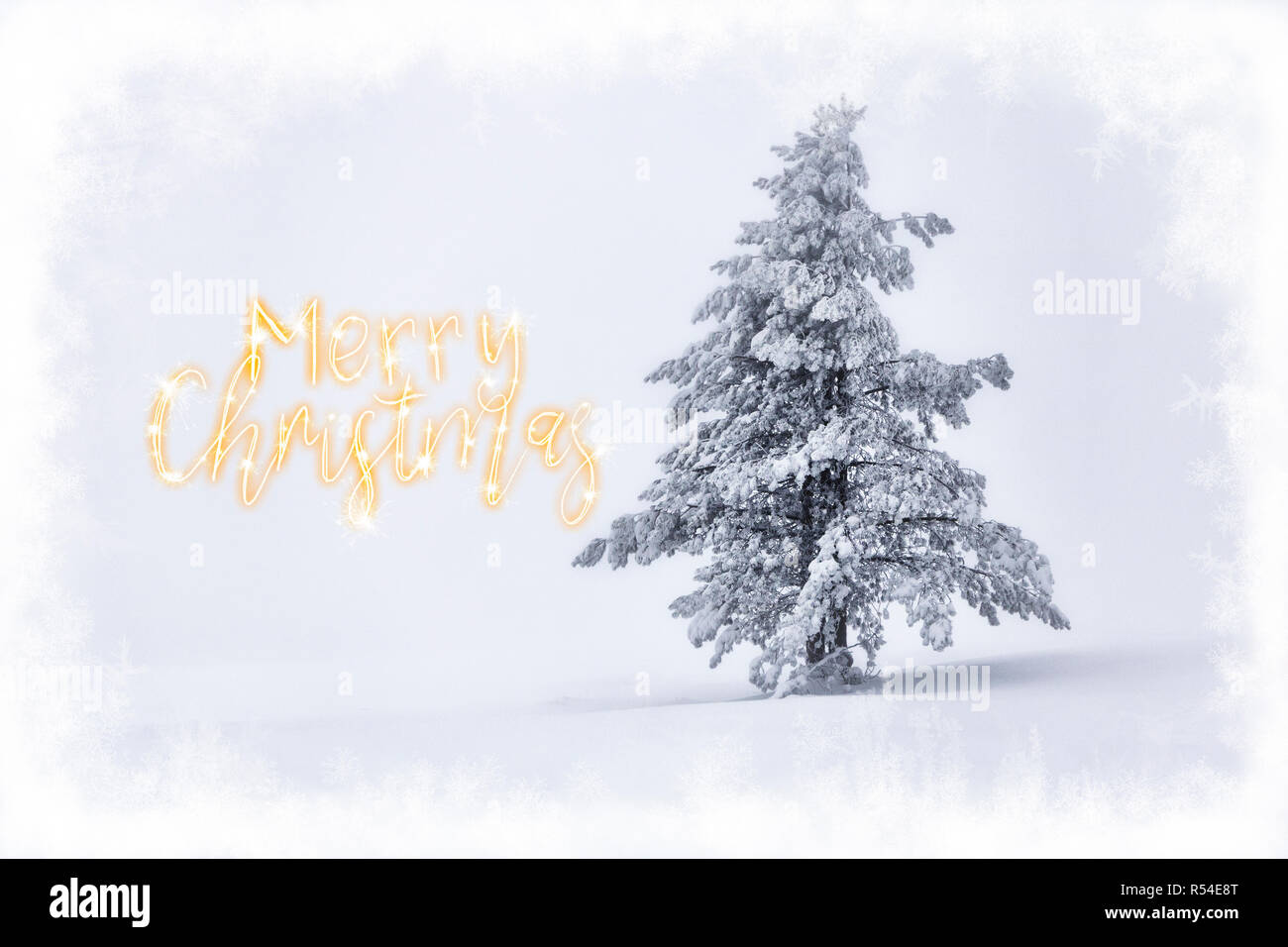 Eine klassische Fichte mit Schnee bedeckt und im Nebel gehüllt hat gerade alles, was erinnert ein 'weiße Weihnachten' in den nördlichen Ländern. Stockfoto