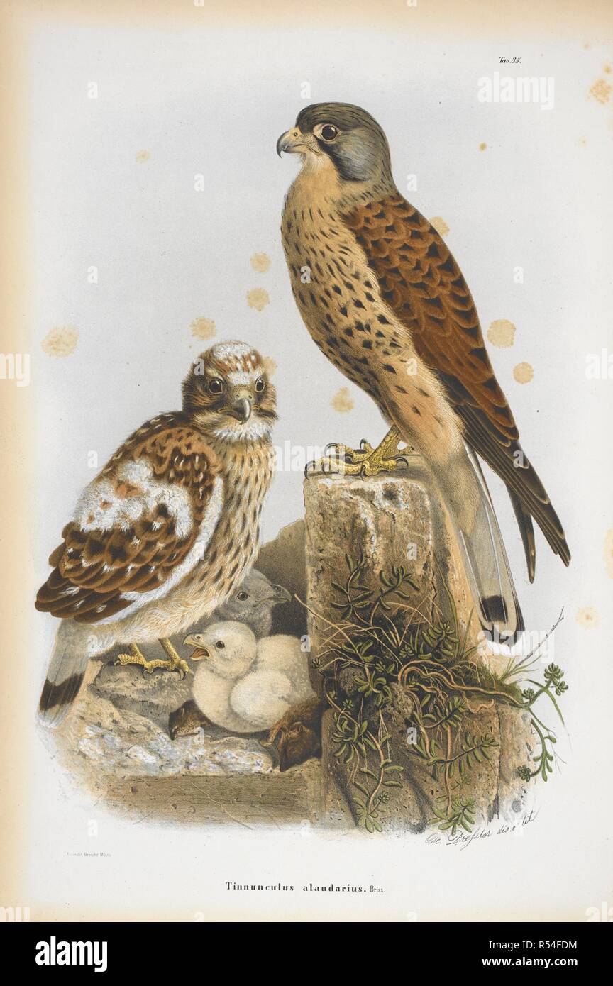 Tinnunculus alaudarius. Turmfalke. Storia Naturale degli Uccelli che nidificano in der Lombardei, ad illustrazione della raccolta ornitologica dei Fratelli Ercole ed Ernesto Turati... Con tavole litografate e colorate, prese dal Vero da O. Dressler. [Naturgeschichte der Vögel, Nest in der Lombardei, die ornithologische Sammlung der Brüder Ercole und Ernesto Turati zu illustrieren... Mit Tabellen und farbigen Lithographierten, aus dem Leben von O. Dressler.] genommen. Milano 1865, 71. Quelle: 1822. C.6 Platte 35. Sprache: Italienisch. Stockfoto