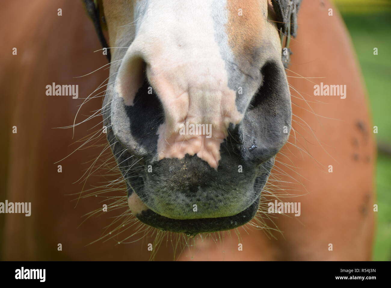 Nasenlöcher eines Pferdes Stockfoto