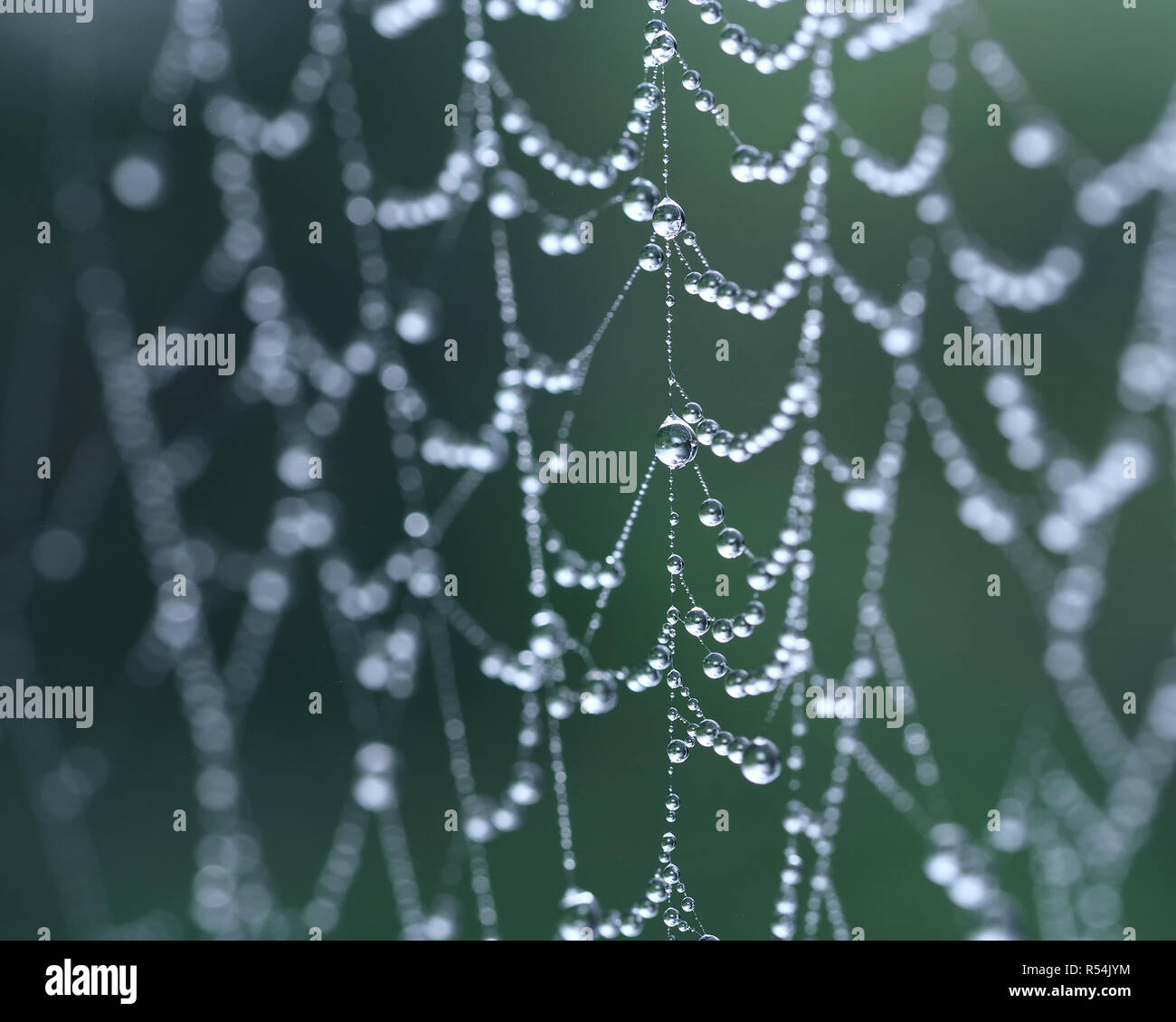 Tau Tropfen auf spinnen Web mit geringer Tiefenschärfe. Tipperary, Irland Stockfoto