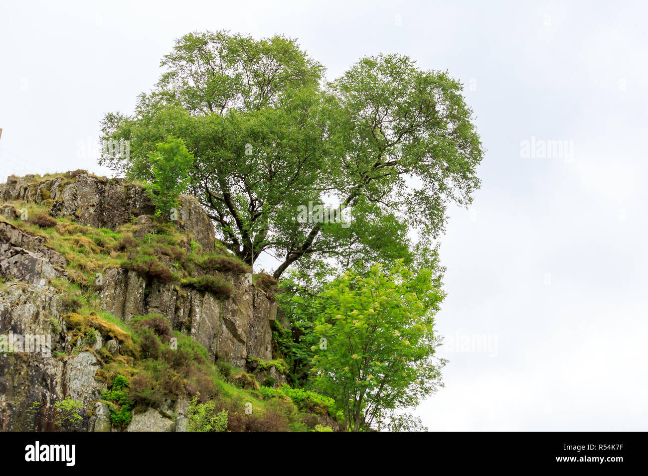 Baum auf dem Felsvorsprung Cumbria Stockfoto