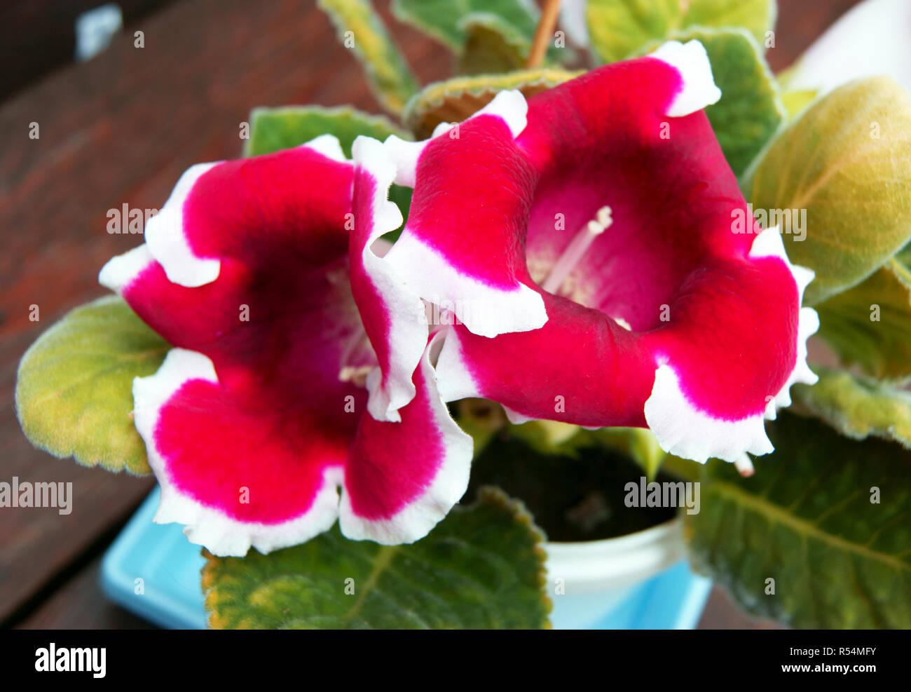 Blume Sinningia speciosa Stockfoto