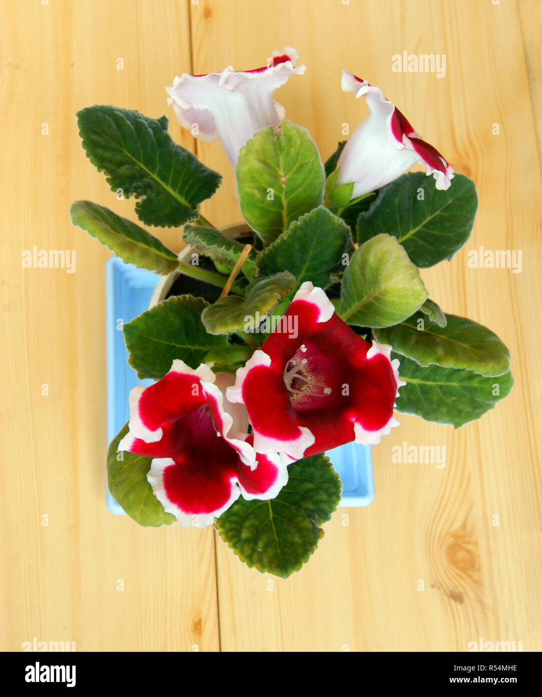 Sinningia speciosa Stockfoto