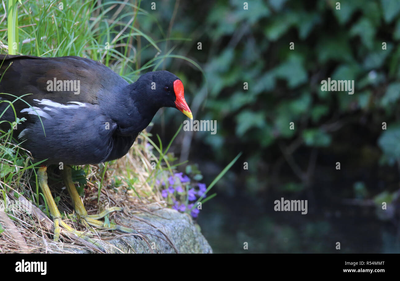 Grün-footed Sumpfhuhn Gallinula chloropus am Rande des Wassers Stockfoto